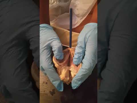 Hear Dissection Lab Video 4