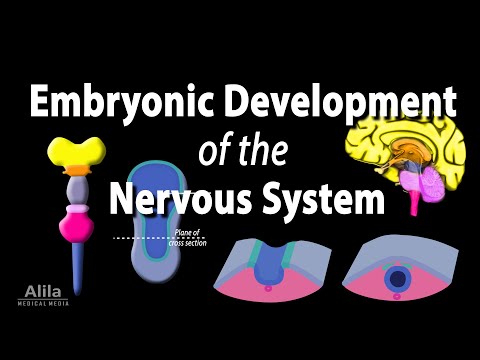Overview of the Nervous System Animation