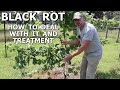 Grape Vine Black Rot fungal disease and treatment