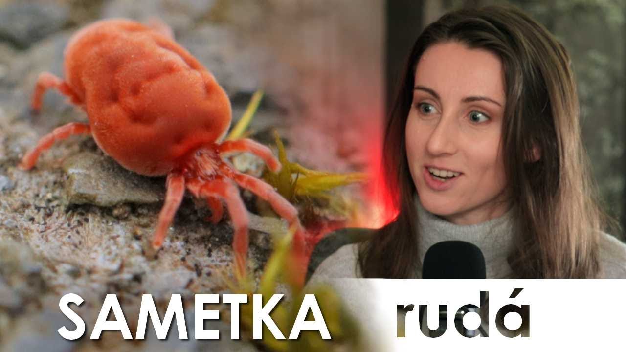 Sametka parazit nebo pavouk?