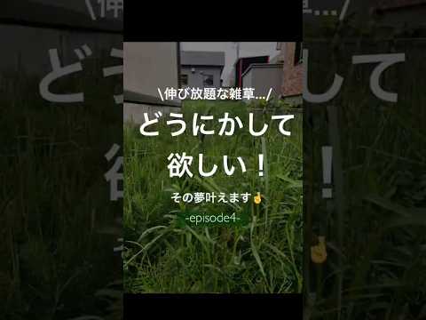 jardin-alpin-pierre-naturelle-plantes-vertes