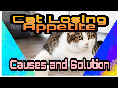 Causes of Cats losing Appetite with Solutions | Explained