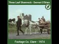 Three Leaf Shamrock - Dermot O'Brien