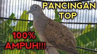 Download lagu PANCINGAN TOP PERKUTUT BANGKOK GACOR 100% LANGSUNG NYAUT SEMUA  mp3 Download lagu PANCINGAN TOP PERKUTUT BANGKOK GACOR 100% LANGSUNG NYAUT SEMUA  mp3