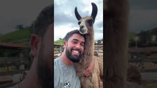 Filhote de lhama brincando !!