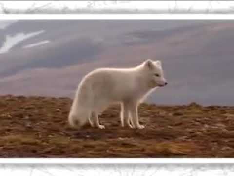 L'isatis et le changement climatique