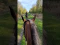 Cheval Calme Loisir (Nord 59)