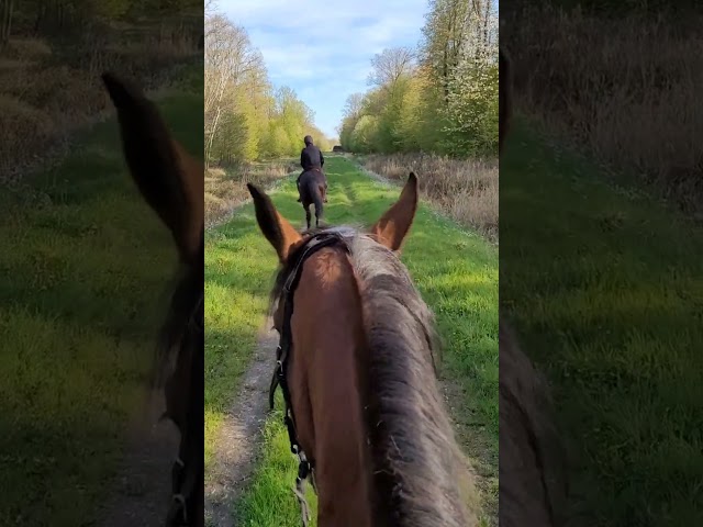 Cheval Calme Loisir (Nord 59)