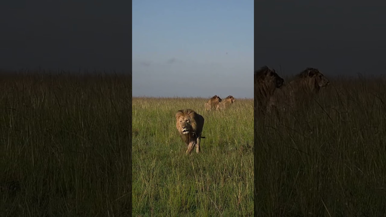 Oloimina 🦁 y de fondo 2 de los Rockers, Lepiyayoi y Ololtapata 📍Masai Mara 🇰🇪 📷 naurori_jeff
