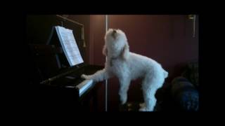 Tucker the singing dog - Quartet version