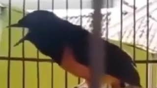 Download lagu suara murai yg paling merdu mp3 Download lagu suara murai yg paling merdu mp3