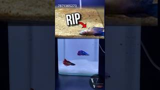 😍2 Betta fish 1 Tank 🤩 #tamil #aquarium #guppyfishtanksetup #fishtank #guppyfishtank #guppy