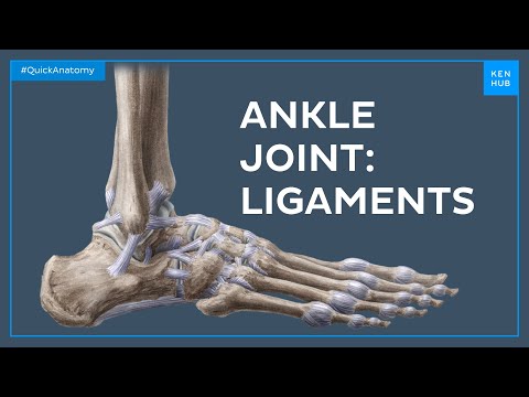 Ligaments of the ankle joint - Quick Anatomy | Kenhub