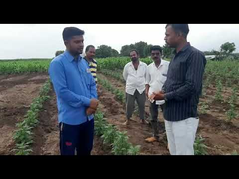 कल्पवृक्ष अँग्रीसायन्सचे कल्प येलो टॉल विषयी प्रतिक्रिया सांगताना प्रगतशील शेतकरी योगेश  दिंडे