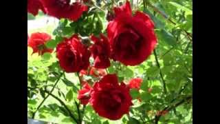 Kopija videozapisa Gipsy Kings - Ternuras [instrumental]