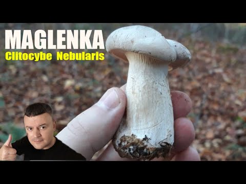 🍄 Gljiva Maglenka - Lat. Clitocybe Nebularis - Eng. Clouded Agaric