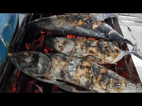 EP813-P2 - Day 1 of Tuna Series