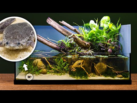 Giant Riparian Pond Tank for Tiny Aquatic Frogs