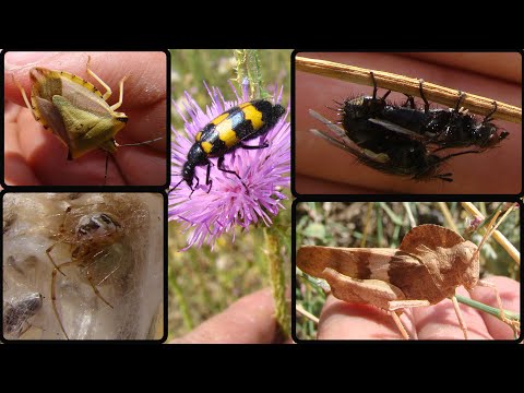 🎧 Sounds of Summer: Sleep and Relaxation Nature Sounds, Crickets, and Insects - A meadow in June
