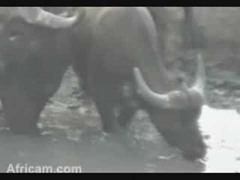 Wildies, Wahlberg's Eagle, Buffalo Herd and Rhino mudbath