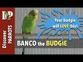 Banco the budgie calling, chirping, screaming 