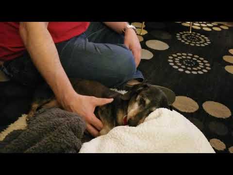 Nov 8: Tater gives progressively bigger paw command when PJ doesn't pet him quickly enough.