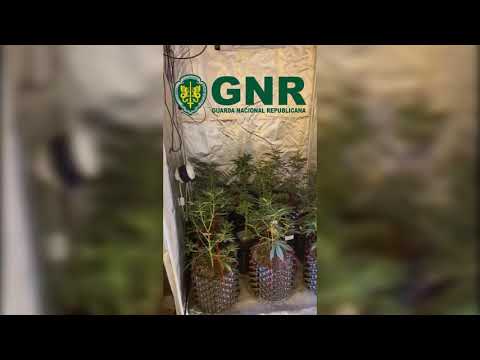 GNR Bragança   Apreensão