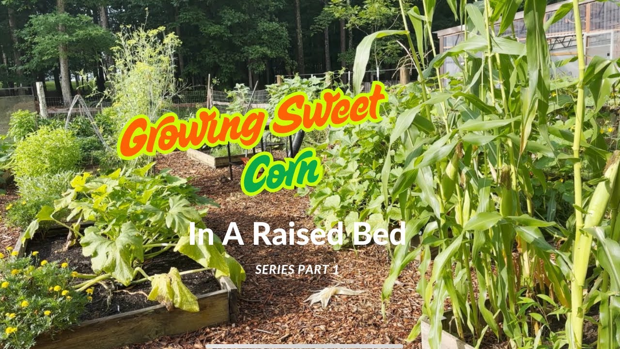 Growing Sweet Corn in Your Backyard Is Actually Really Easy