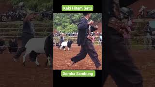 Download lagu adu domba garut galak banget #dombagarut #ternakkambing mp3