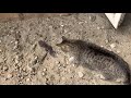 Cat Vs Bat