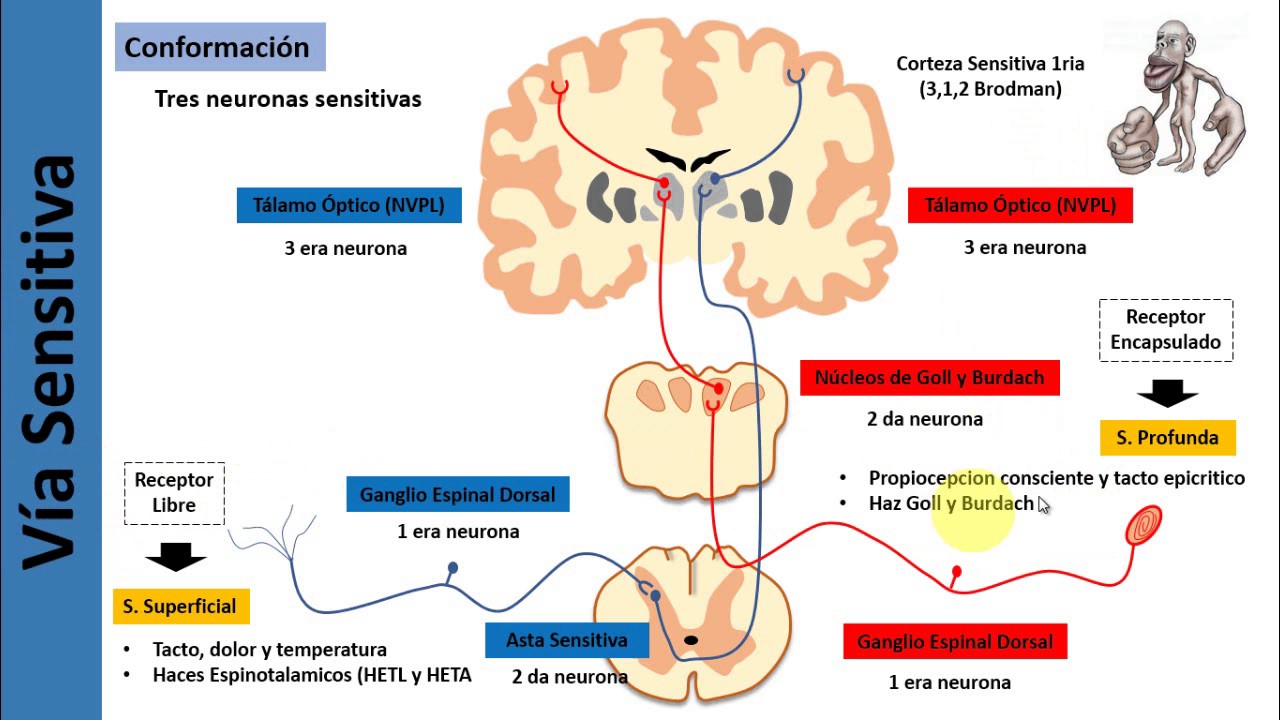 4. Médula Espinal / Sistematizacion de Sustancia Blanca / Vías Ascendentes