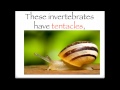 The invertebrates song