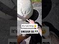 Life Size Dinosaur Egg Found Un Hatched In A Dumpster Dumpsterdiving Dinosaur Egg Scary