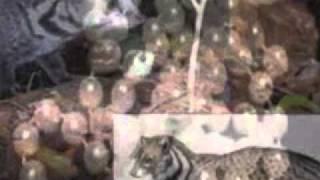 Download lagu Banggai Tano Monondok ( Instrumentalia ) mp3