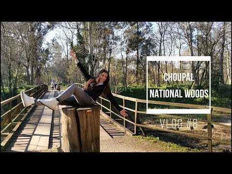 MATA NACIONAL DO CHOUPAL IN COIMBRA, PORTUGAL | TRAVEL VLOG #8 | BEST PLACES PORTUGAL (4K AVAILABLE)