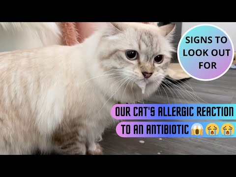 Our Cat's Allergic Reaction to Antibiotics