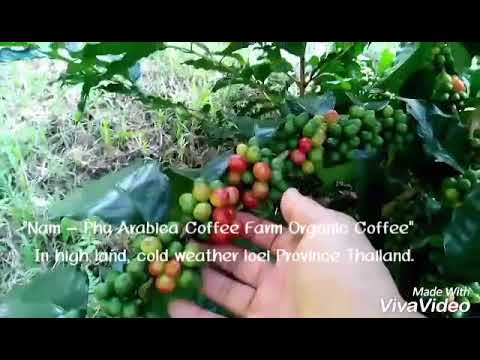 Nam Phu Arabica Coffee Farm Organic Coffee.