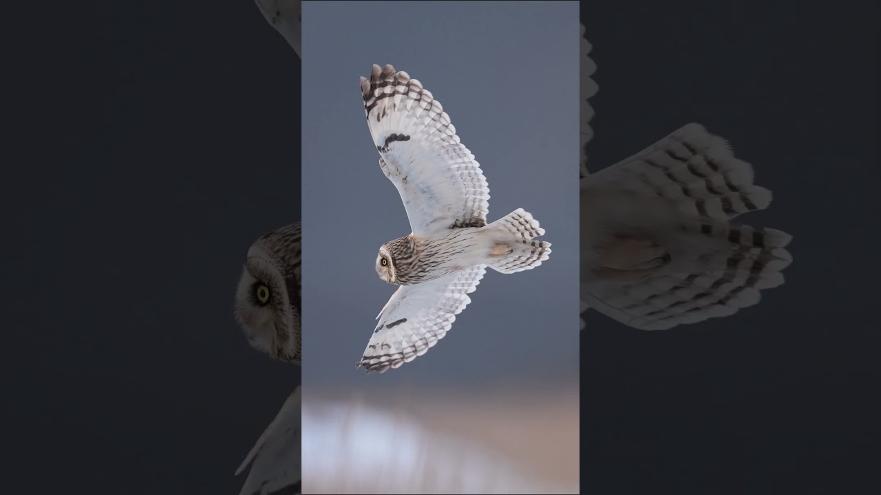 Alpha 7 V for Birding | Capturing the Perfect Moment | Sony | α