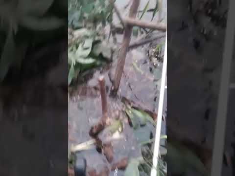 RIO CORUMBATAI#pescaria