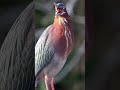 Bird Sounds Beautiful Cute