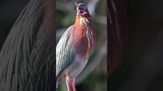 Download lagu suara burung#indah#lucu# mp3 Download lagu suara burung#indah#lucu# mp3