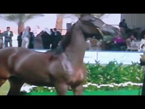 ♘ Al-Khalediah Arabian Horse Festival ♞(2011A)