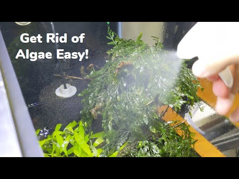 How to Easily Kill Black Beard Algae and String Algae Using Hydrogen Peroxide