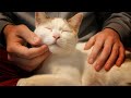 ASMR Cat Massage Purring Dream Trance Healing Touch