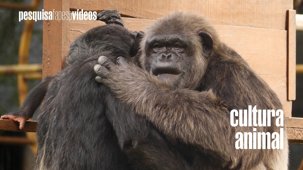 Tradições culturais de animais estão em risco e desafiam políticas de conservação #science #animals