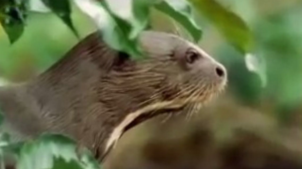 Rainforest animals of the Amazon jungle  - BBC wildlife