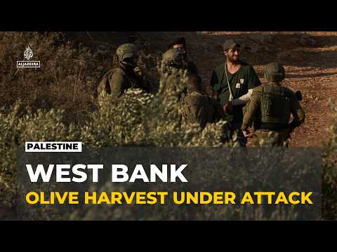 Occupied West Bank attacks: Israeli settlers carry out raids during olive harvest