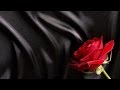 AJR Brothers - Buy You A Rose (lyrics) 
