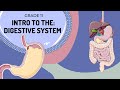 Digestive System Intro From The Mouth To The Stomach