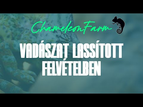 ChameleonFarm - Vadászat lassított felvételben